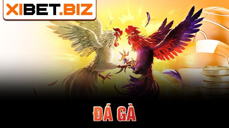 đá gà