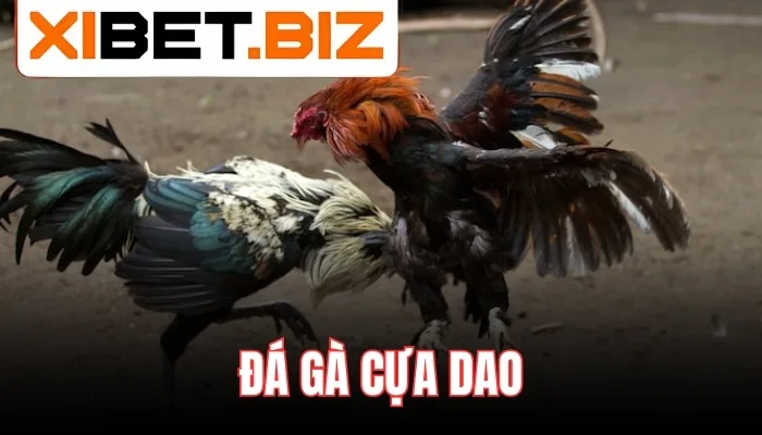 Xem đá gà cựa dao trực tuyến