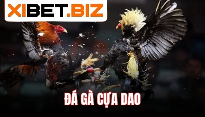 Đặc điểm nổi bật của các trận đấu đá gà cựa dao