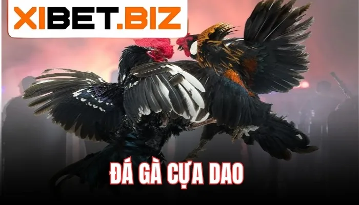 Đá gà cựa dao