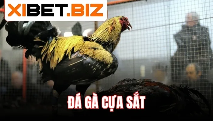 Luật chơi và diễn biến một trận đá gà cựa sắt