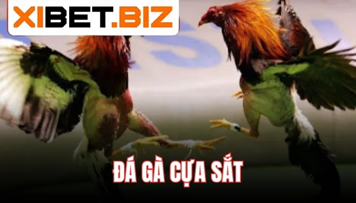 Đặc điểm nổi bật của các trận đấu đá gà cựa sắt