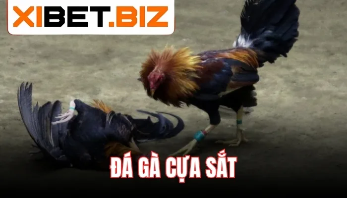 Đá gà cựa sắt là gì?