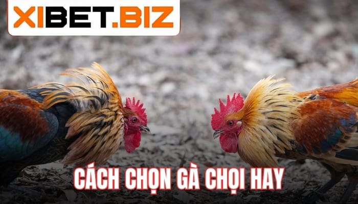 Cách chọn gà chọi hay