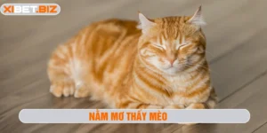 Nằm mơ thấy mèo