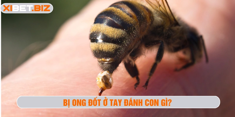 Bị ong đốt ở tay đánh con gì