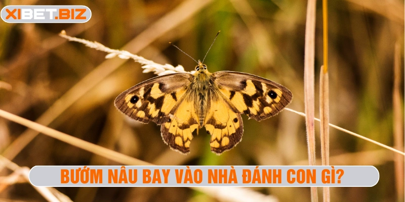 Bướm nâu bay vào nhà đánh con gì