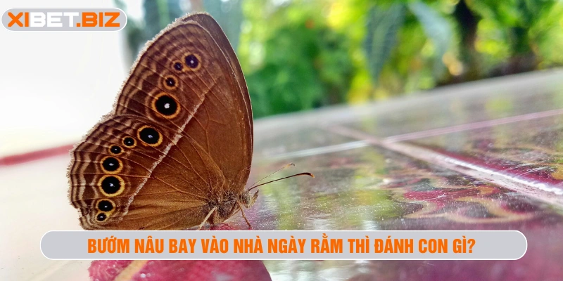 Bướm nâu bay vào nhà ngày rằm thì đánh con gì