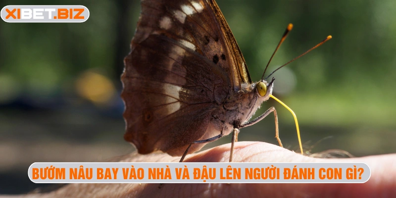 Bướm nâu bay vào nhà và đậu lên người đánh con gì