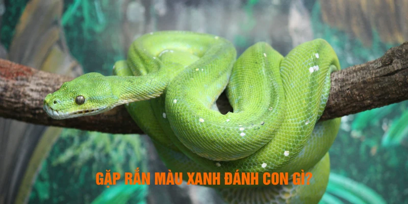 Gặp rắn màu xanh đánh con gì