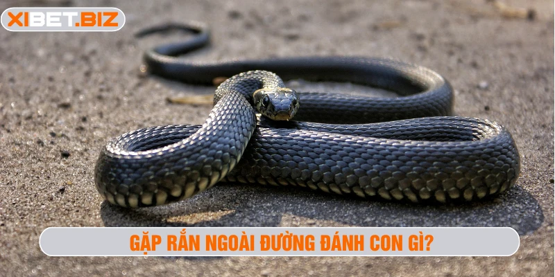 Gặp rắn ngoài đường đánh con gì