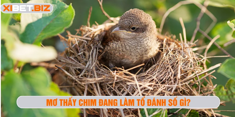 Mơ thấy chim đang làm tổ đánh số gì