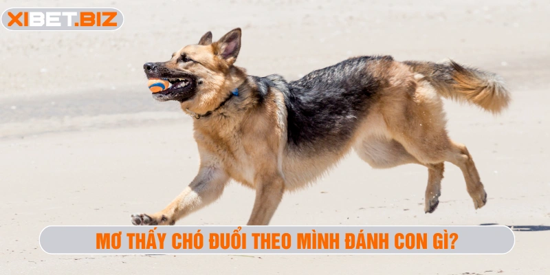 Mơ thấy chó đuổi theo mình đánh con gì