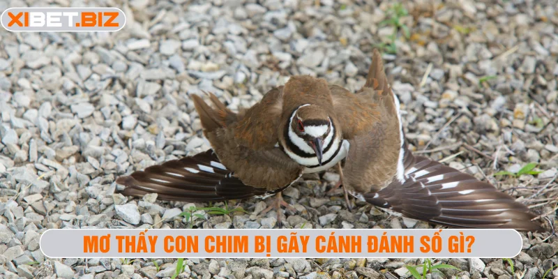 Mơ thấy con chim bị gãy cánh đánh số gì