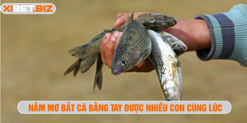 Nằm mơ bắt cá bằng tay được nhiều con cùng lúc