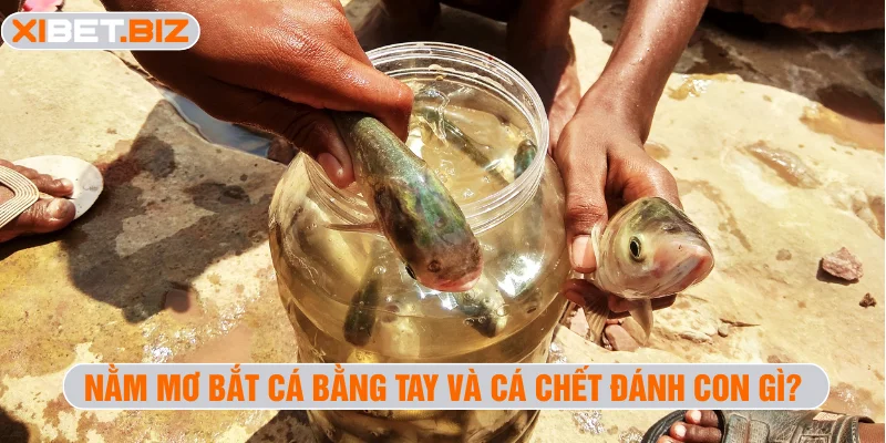 Nằm mơ bắt cá bằng tay và cá chết đánh con gì