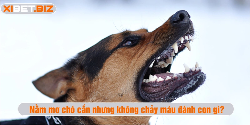 Nằm mơ chó cắn nhưng không chảy máu đánh con gì