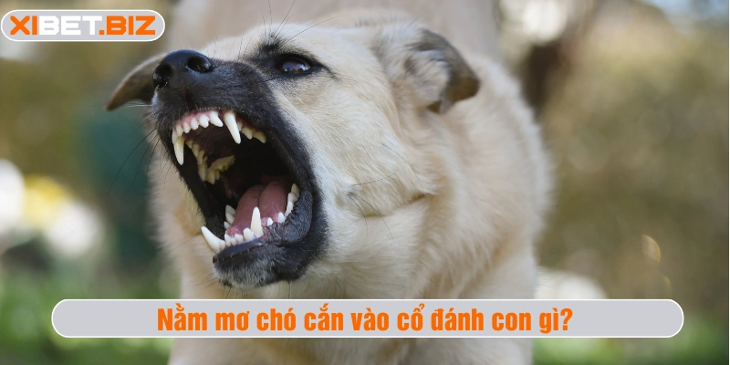 Nằm mơ chó cắn vào cổ đánh con gì
