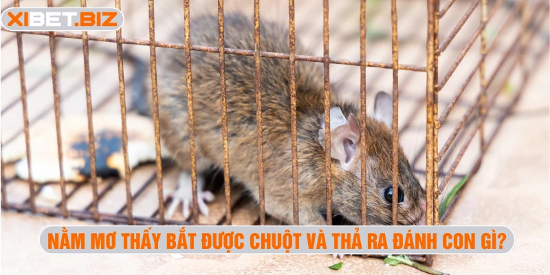 Nằm mơ thấy bắt được chuột và thả ra đánh con gì