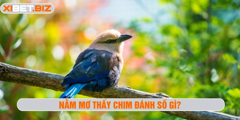 Nằm mơ thấy chim đánh số gì