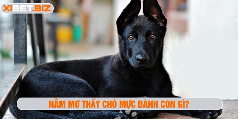 Nằm mơ thấy chó mực đánh con gì