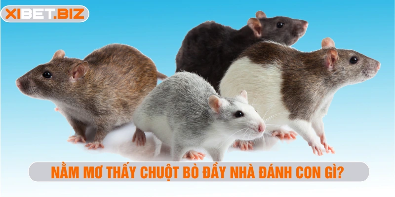 Nằm mơ thấy chuột bò đầy nhà đánh con gì
