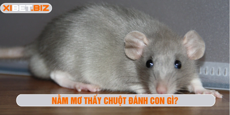 Nằm mơ thấy chuột đánh con gì