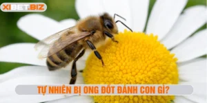 Tự nhiên bị ong đốt đánh con gì