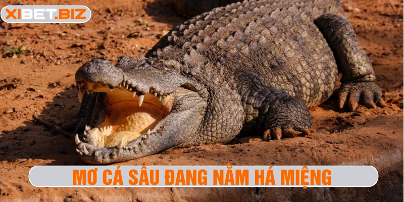 Mơ cá sấu đang nằm há miệng đánh con gì may mắn