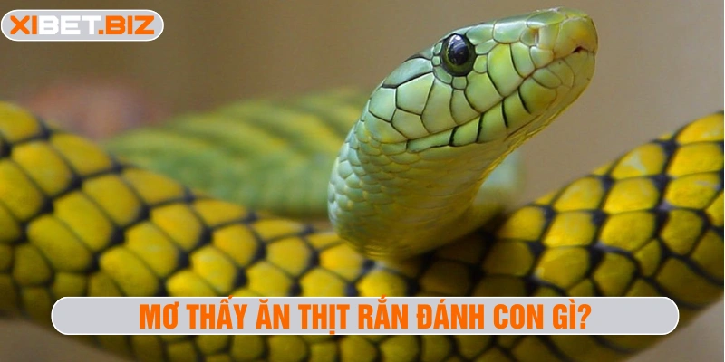 Mơ thấy ăn thịt rắn đánh con gì?