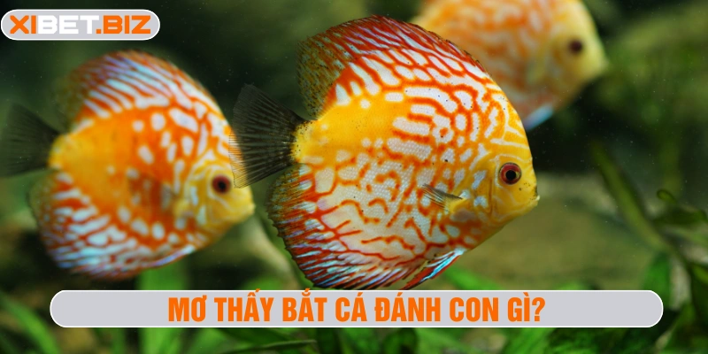 Mơ thấy bắt cá đánh con gì?