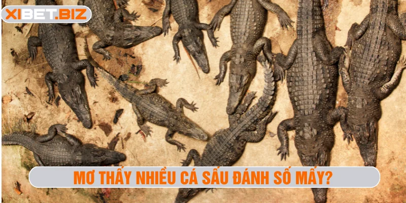 Mơ thấy nhiều cá sấu đánh số mấy