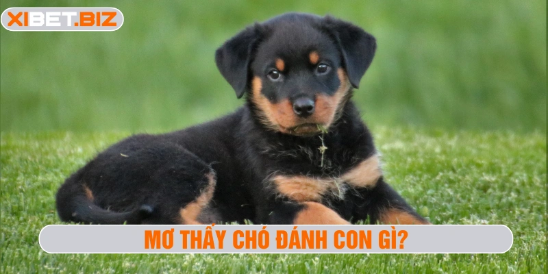 mơ thấy chó đánh con gì?