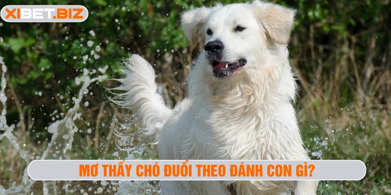 Mơ thấy chó đuổi theo đánh con gì?