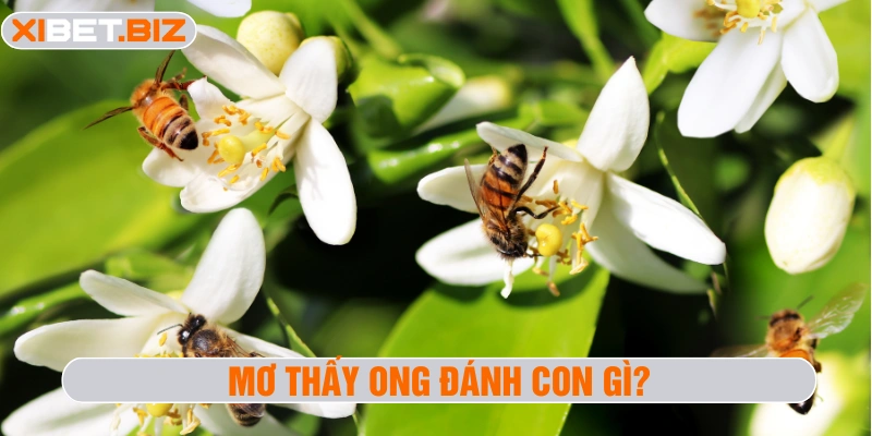 Mơ thấy ong đánh con gì
