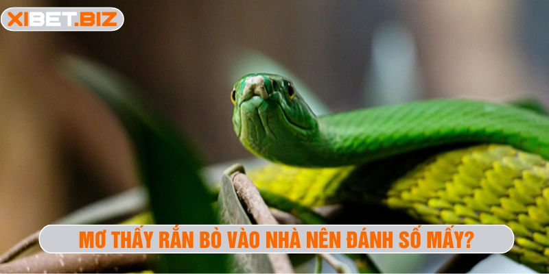 Mơ thấy rắn bò vào nhà nên đánh số mấy?