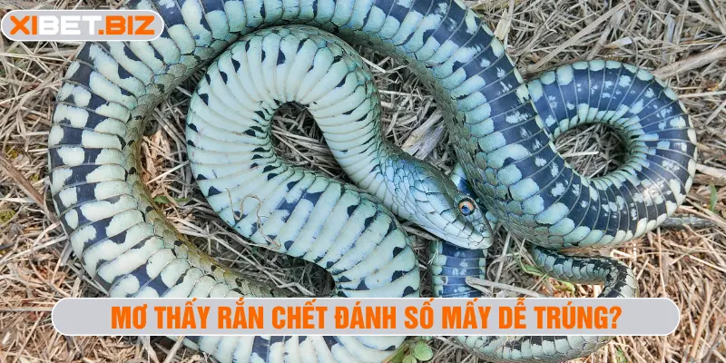 Mơ thấy rắn chết đánh số mấy dễ trúng?