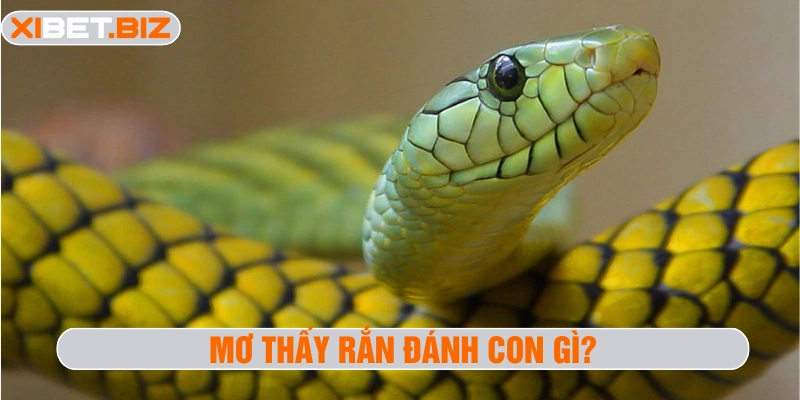 Mơ thấy rắn đánh con gì?